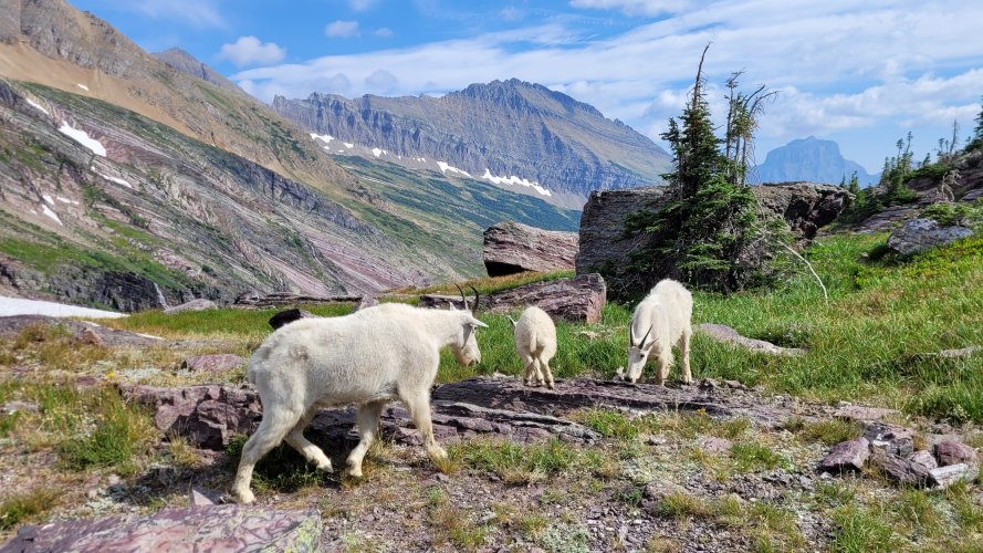 Goats at Gunsight Pass 2.jpg