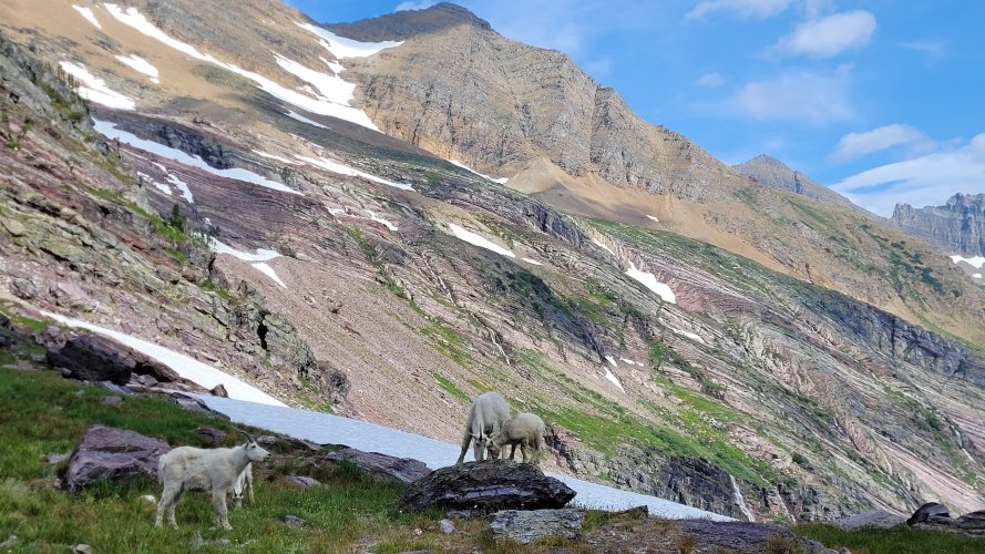 Goats at Gunsight Pass 4.jpg