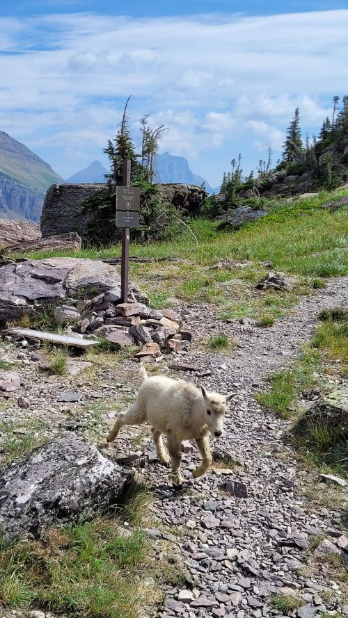 Goats at Gunsight Pass 5.jpg