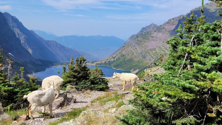 Goats at Gunsight Pass 6.jpg