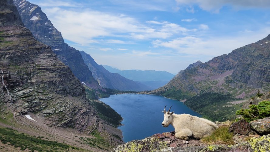 Lake Ellen Wilson Goat pose.jpg