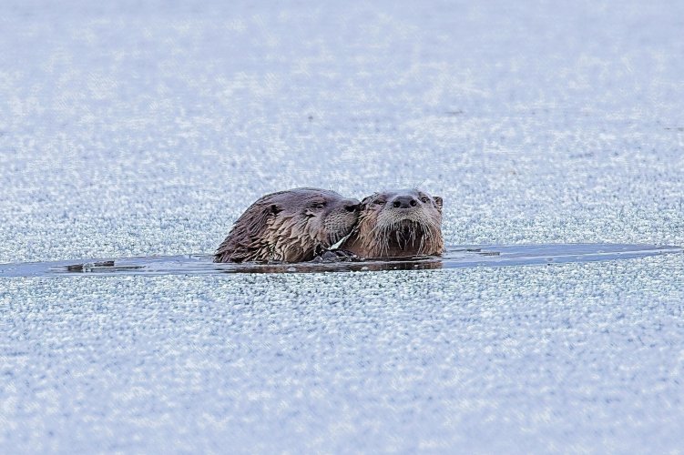 Otter_whisper.jpg