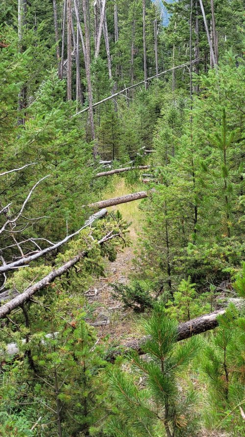 Blowdown in Elkhorns Trail.jpg