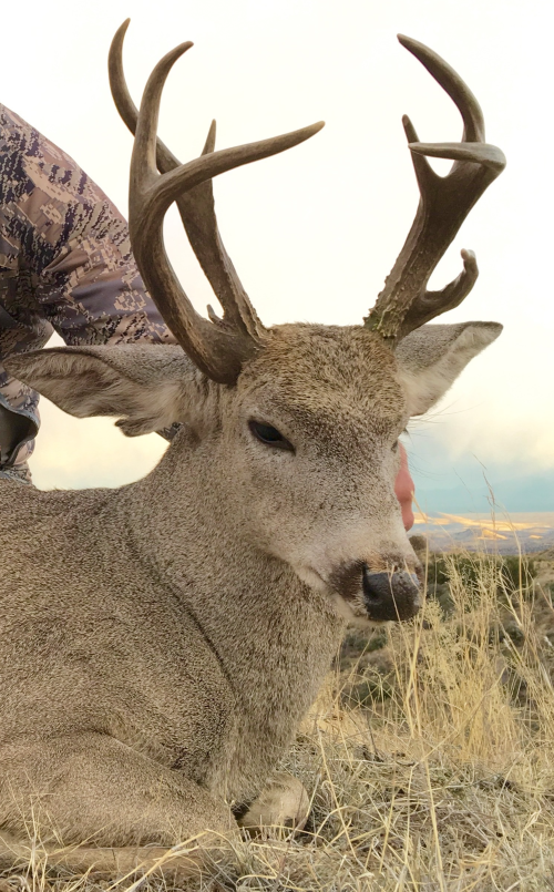 2015 AZ Coues Deer Only.png