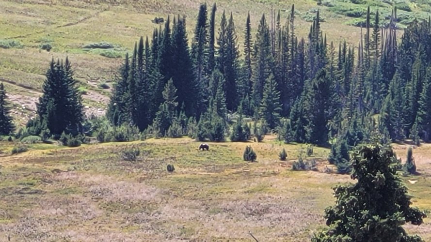 Giant grizzly near Daisy Pass.jpg