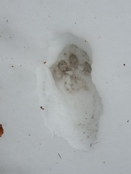 Wolf track front of porch.jpg