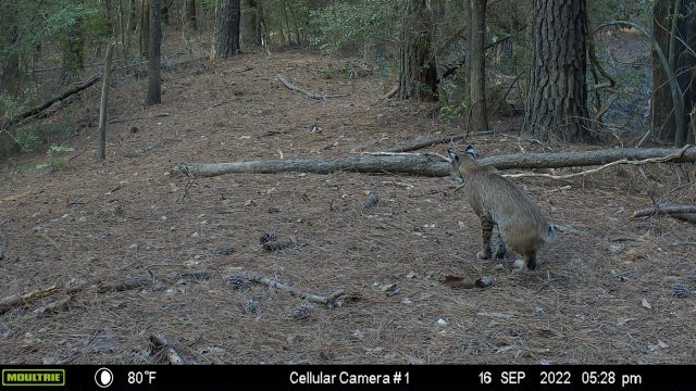 Bobcat Peeing.JPG