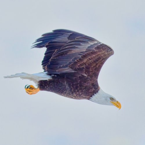 eagle_backlit_jpg.jpg