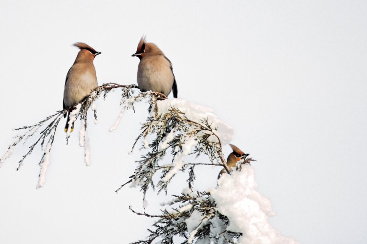 waxwings_resize2048.jpg