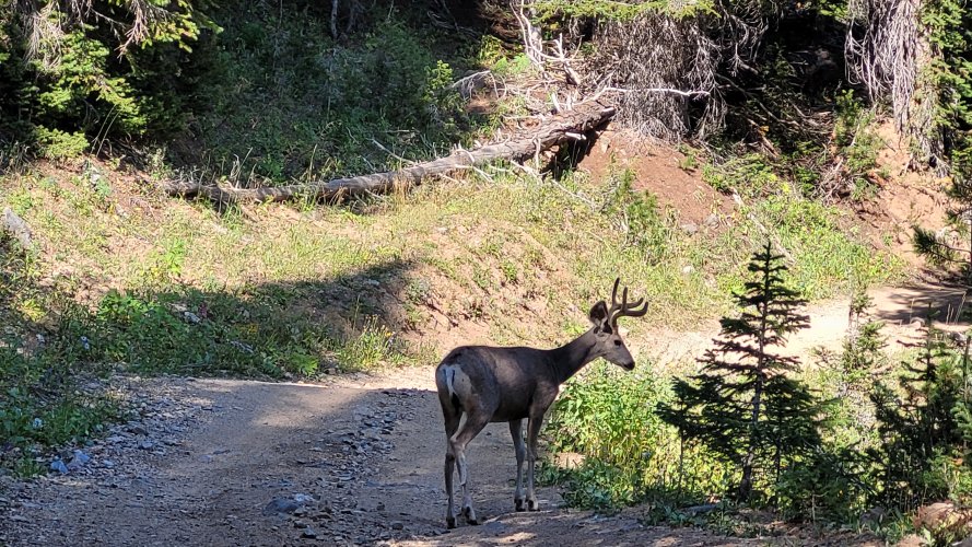 Mule deer.jpg