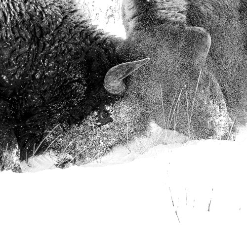 bison_blackwhite_snowspray.jpg