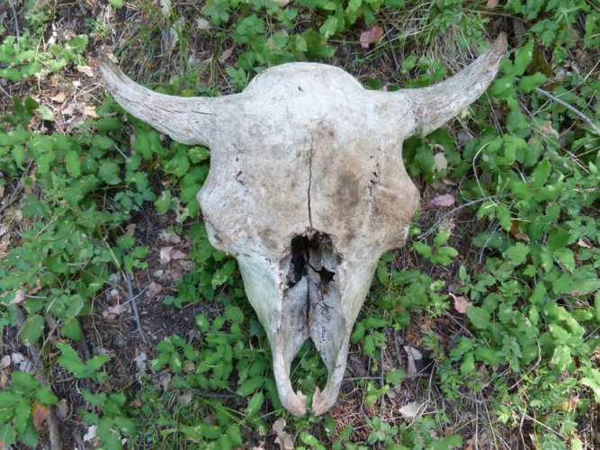 Bison skull.jpg