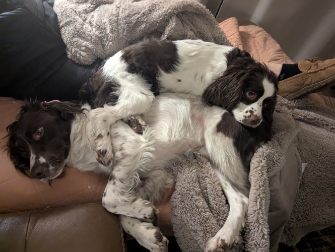 spaniels.jpg