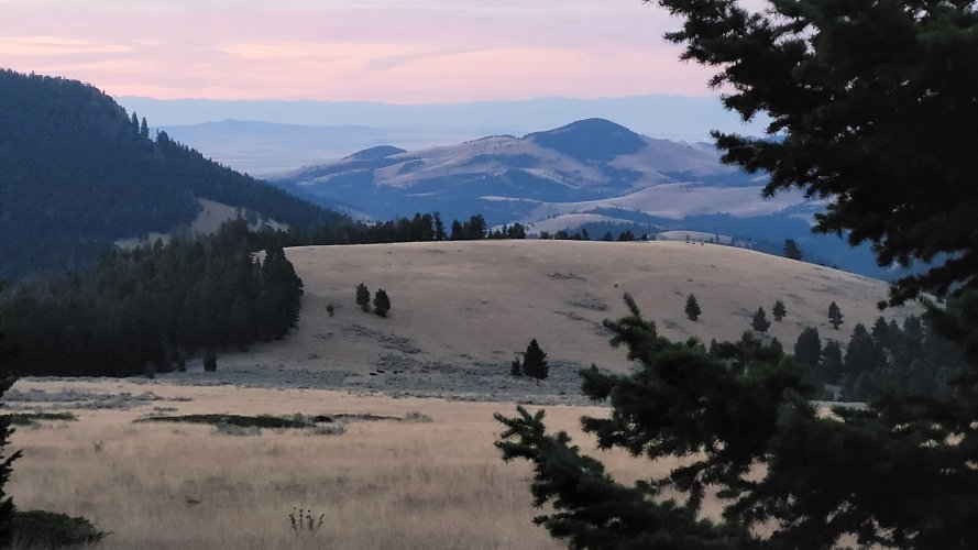 Elk and Cattle in Longfellow Park.jpg