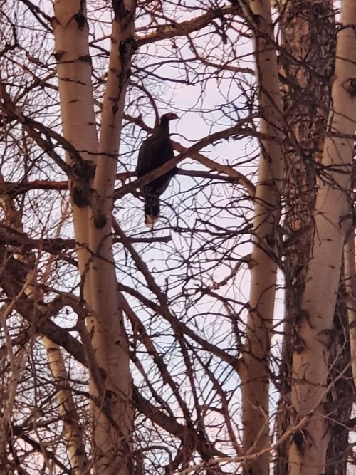 Turkey roosting outside kitchen window Feb 2025.jpg