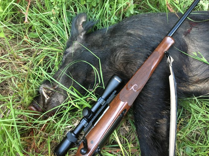 Boar Hog w Winchester Model 70.jpg