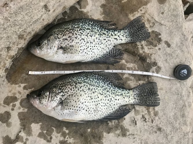 Crappie 2.jpg