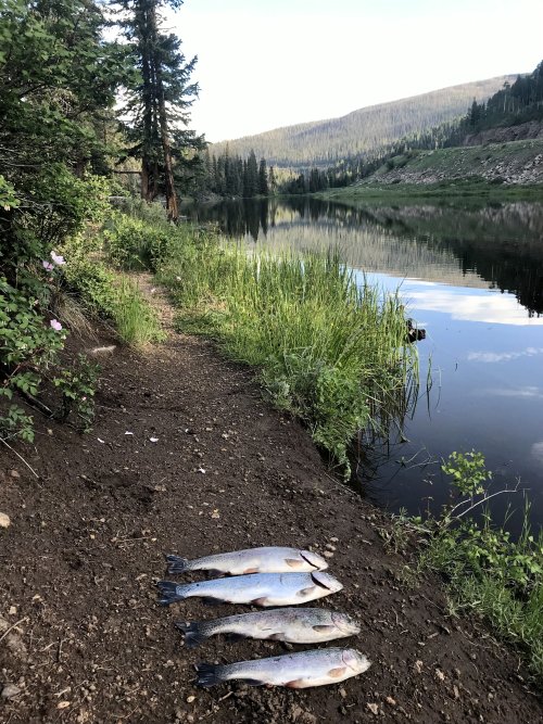 June Trout PCL.jpg