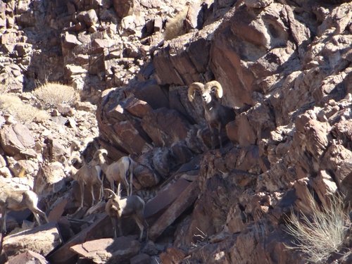 Hunt - desert sheep Butkus handheld summer 2015 resized.jpg