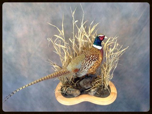 pheasant (640x478).jpg