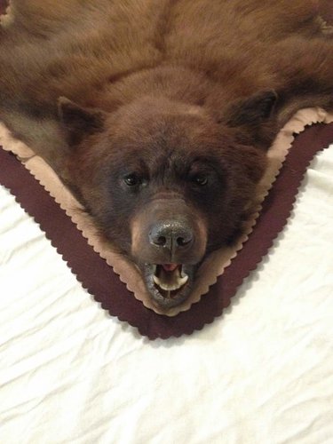 Bear Head.jpg