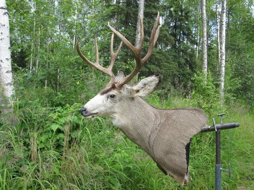 2013 Archery Mulie 1.jpg