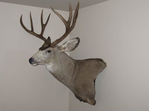 2013 Archery Mulie 2.jpg