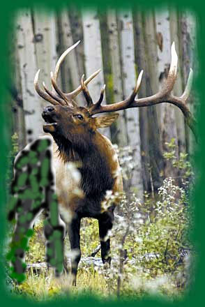 ELK-IN-ASPEN.jpg