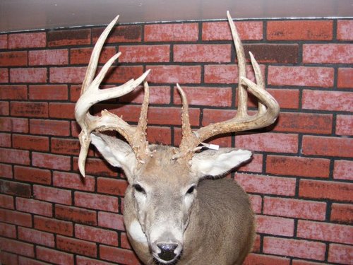 Deer Mount 001.jpg