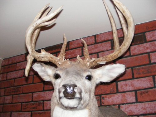 Deer Mount 002.jpg