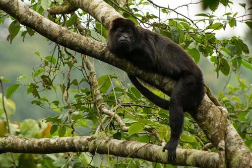 Howler monkey comp.jpg