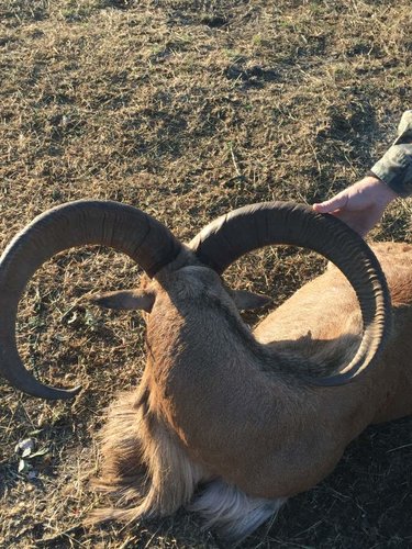 Aoudad 2.jpg