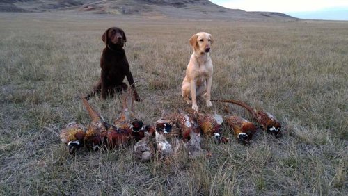 pheasant hunt comp.jpg