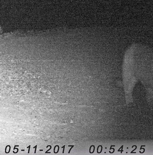 trailcam-butt.jpg