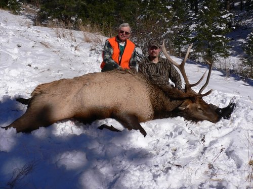 Elk 3.JPG