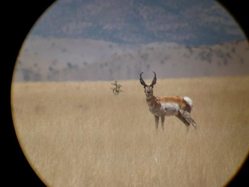 antelope.jpg