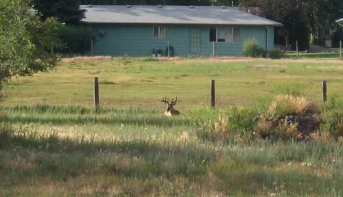 neighborhood buck.jpg