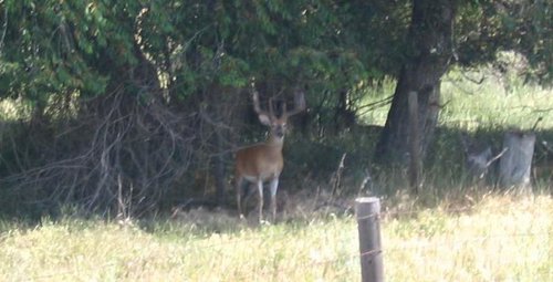 neighborhood buck1.jpg