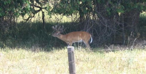 neighborhood buck2.jpg