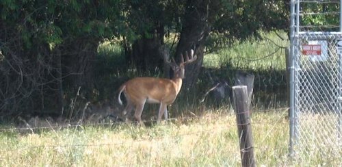 neighborhood buck3.jpg