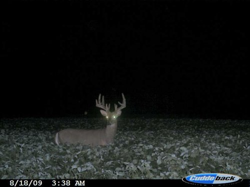 cuddeback 028.jpg