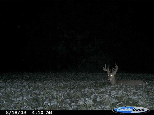 cuddeback 029.jpg