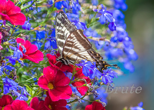Swallowtail on Hanging Basket a-9849.jpg