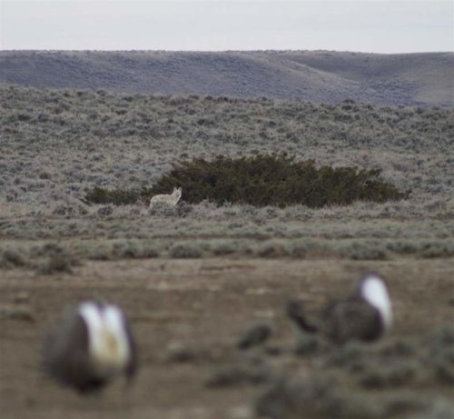 CMiller_grouse_4_11_2009 (33) (Large).jpg