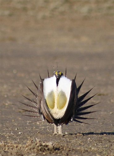 CMiller_grouse_4_11_2009 (14) (Large).jpg