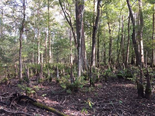 Cypress Knees.jpg