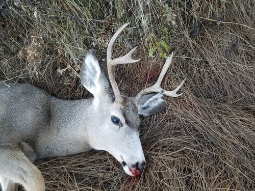 Idaho Unit 55 Late Archery | Hunt Talk