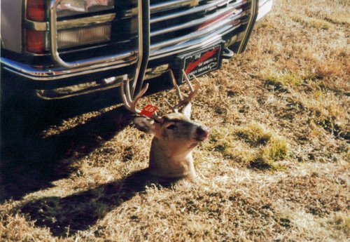 1997 whitetail.jpg