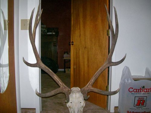Elk horns.jpg