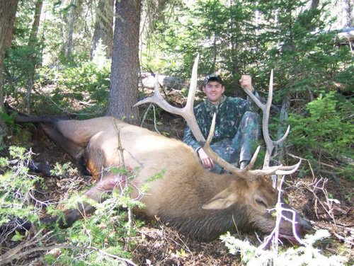 2006 Archery Bull.jpg